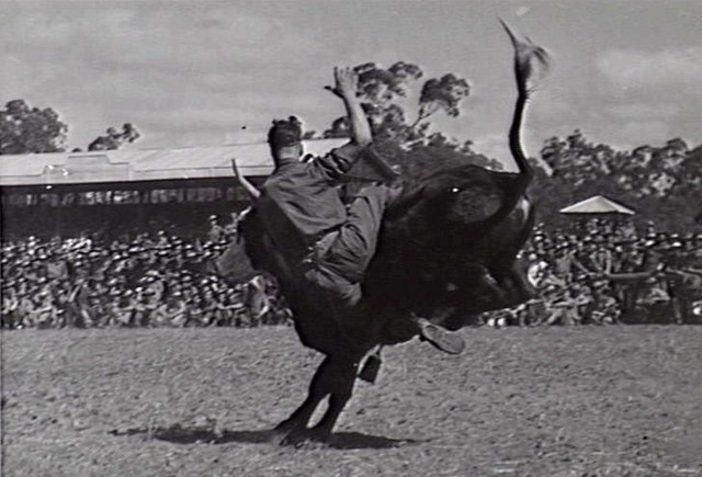 MOUNT GARNET, QLD. 1943-07-18. COMPETITOR IN THE BULLOCK RIDING EVENT AT THE 7TH AUSTRALIAN DIVISION RODEO TAKES A TOSS.